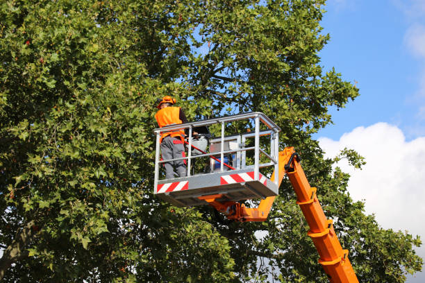 The Steps Involved in Our Tree Care Process in East Rancho Dominguez, CA